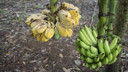 Penca or bunch of bananas (two different banana species) Gathered in an organic garden in Ecuadorの写真素材