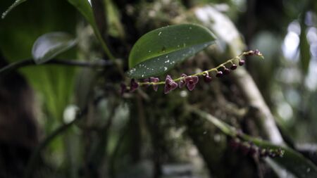 Microscopic purple orchids from Ecuador, Amazon Rainforestの写真素材