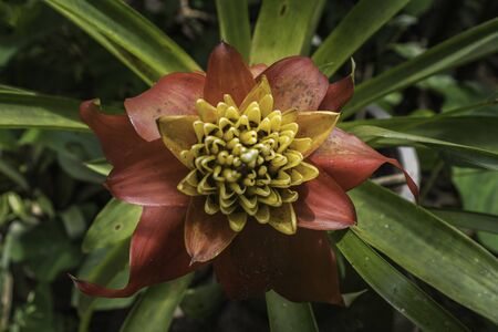 Native Ecuadorian flower in full bloomの写真素材