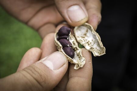 Hands holding black peanuts. Fresh fruit Cascadesの写真素材