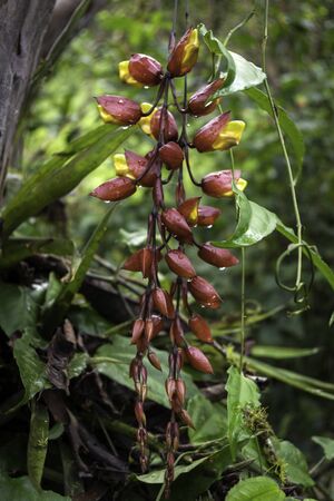 Beautiful bindweed hanging from a tree in the rainforest. Amazon, Ecuadorの写真素材