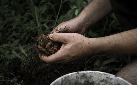 Hands harvesting fresh turmeric from the soilの写真素材