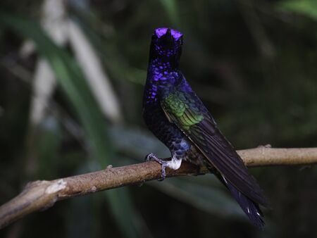 Velvet-purple coronet (Boissonneaua jardini) posing on a Branch. Unfocused background. Mindo, Ecuadorの写真素材