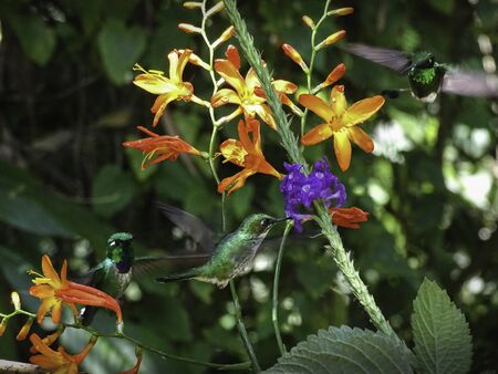 Three different green colored hummingbirds, flying and playing with yellow and purple flowers. Mindo, Ecuadorの写真素材