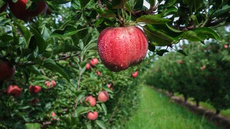 Red apple with some drops of water hanging from the branch of a tree (apple tree). Behind is a long row of apple trees. The surface is covered with green grass.の写真素材