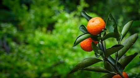 Tangerine tree with small fruits on it and big green leaves. Bakcground out of focus with shrubs in different tones of greenの写真素材