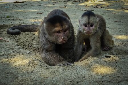 Adult male capuchin monkey an his little son lying on the beach and playing with sand. Misahualli, Ecuadorian Amazon.の写真素材