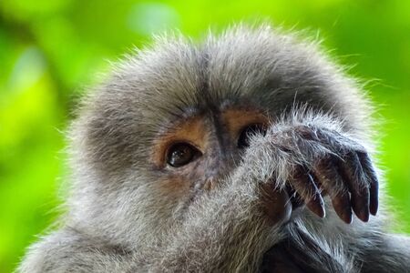 Face of a young male capuchin monkey, he is just in front of the camera lens. Misahualli, Amazon in Ecuadorの写真素材