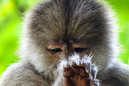 Face of a young male capuchin monkey, he is just in front of the camera lens. Misahualli, Amazon in Ecuadorの写真素材