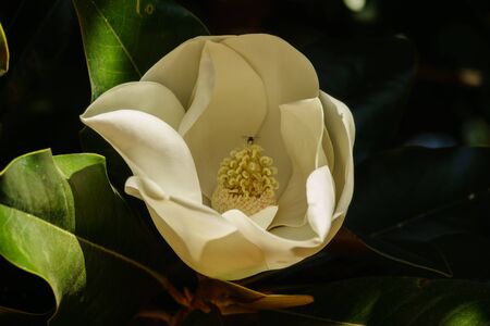Magnolia flower. In the inside a bee can be seen. There are some levaes from a tree sorrounding the flower.の写真素材
