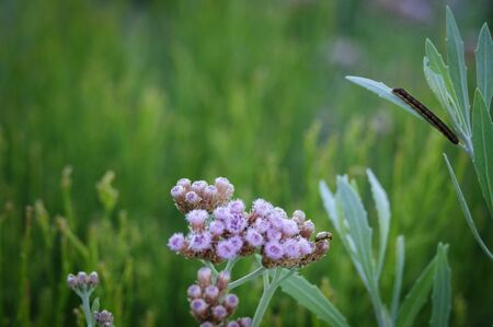 Macro photography of a green background where you can see a centipede climbing a leaf on the right, and a ladybug above a bunch of wild flowers on the left. The background is out of focus.の写真素材