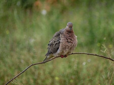 Little wild pigeon, known as Torcaza, posing in a branch. Its plumage can be appreciated. The background is green and out of focus.の写真素材