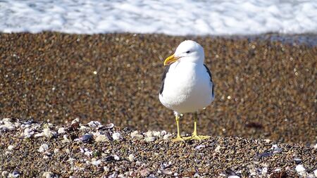 Gull or seagull posing on profile on the shore of a beachの写真素材