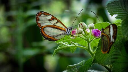Two Butterflies posing on the branch of a plant, known as Greta Oto or Crystal Butterfly, its wings are transparentの写真素材