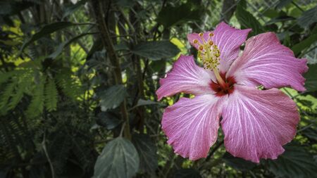 Pink hibiscus rosa-sinensis, with details in red and Green. This flower is also known as ârose of Altheaâ, ârose of Sharonâ or chinese rose. Behind, background is out of focus.の写真素材