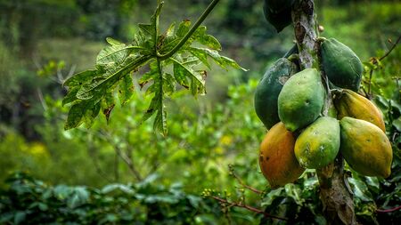 Papaya tree with some fruits hanging on it, some ripe and some raw. Rainforest, Ecuador.の写真素材
