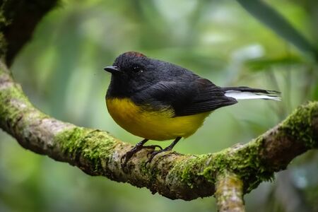 Black and yellow colored bird (Reineta de cola blanca) posing on a tree branch. Close up. Unfocused background. Mindo, Ecuadorの写真素材