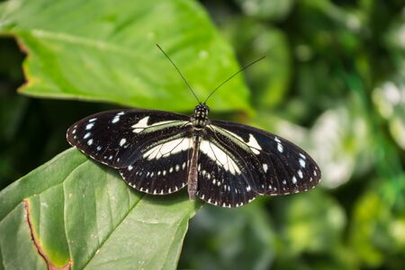 Black and white butterfly posing on the leaf of a plant. Zebra Longwing, Tropical Forest in South...