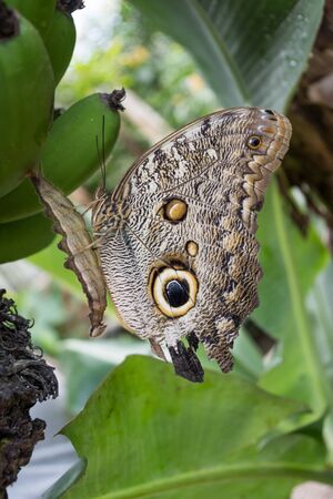 "Owl's eye" butterfly or Caligo butterfly resting on a larva in a banana plant. Latin Americaの写真素材