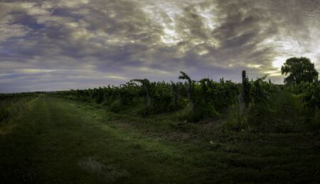 Panoramic view of a vineyard. To the left a way full of grass can be seen. Sunset in the valley of Patagonia in Argentina.の写真素材
