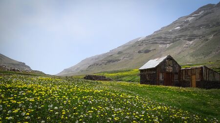 Field of flowers (mostly, dandelion). You can see some mountains behind. Some constructions made of wood can be seen. Patagonia, Argentinaの写真素材