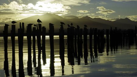 Sunset at an abandoned dock, located in the city of Puerto Natales, Patagonia Chile. You can see the shape of some birds flying or standing at the sticks and big mountains behindの写真素材