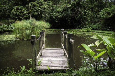lagoon, surrounded by a lot of wild vegetationの写真素材