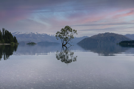 Colorful sunset at Wanaka tree with the reflection on the lake. New Zealand iconic place.の写真素材