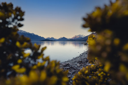 View of snowy mountain peaks between yellow lupins by the shore of Lake Wakatipu. New Zealand landscape.の写真素材