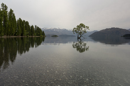 Wanaka tree and its reflection on Wanaka Lake during mornign light. New Zealand travel destination.の写真素材