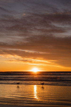 Two gulls by the beach during amazing view of sun coming out. Vertical photographyの写真素材