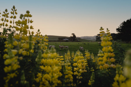 Yellow lupine flowers among the hills and curious sheep on a farm during sunset. New Zealand landscape.の写真素材