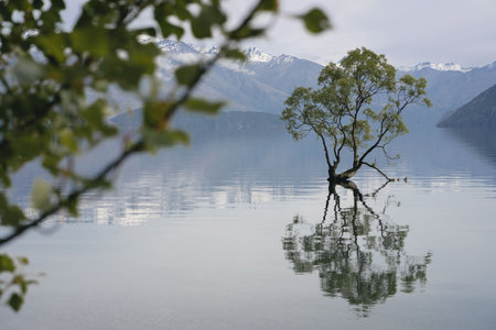 Wanaka tree behind a tree and its reflection on the water. New Zealand, Otago, South Islandの写真素材