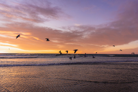 Gulls flying above the sea during beautiful sunrise by the beach.の写真素材
