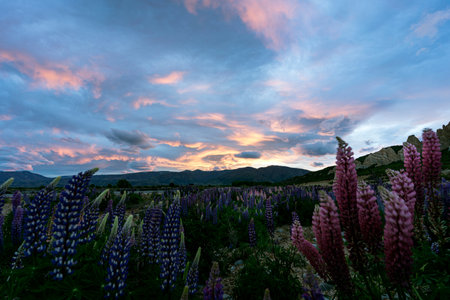 Wild lupins at sunset and amazing mountain landscape behind at Omarama Clay Cliff, New Zealand.の写真素材