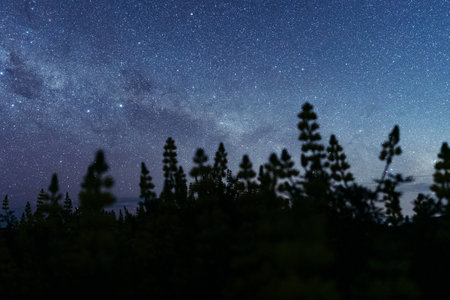 Lupins silhouette at night with stunning starry sky and the milky way. New Zealand.の写真素材