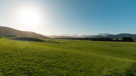 Rural area full of green hills and sheep on a sunny day. New Zealandの写真素材
