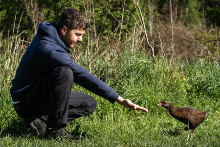 Man feeding weka bird, New Zealand flightless native bird.の写真素材