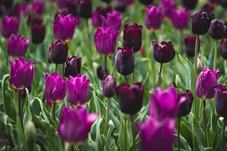 Purple tulips growing on field. Selective focus.