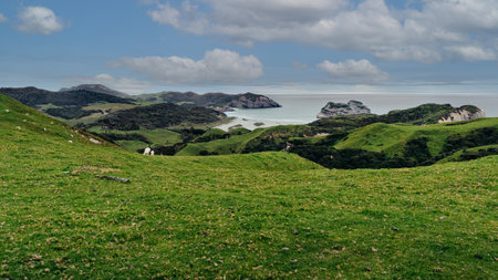 Panoramic landscape of lookout above the hills with some sheep in Wharariki Beach, New Zealand.の写真素材