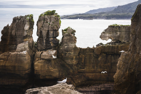 White-fronted terns or Sterna striata in Pancake Rocks, Punakaiki, New Zealand.