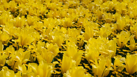 Yellow flowers background on a garden. Close up.の写真素材