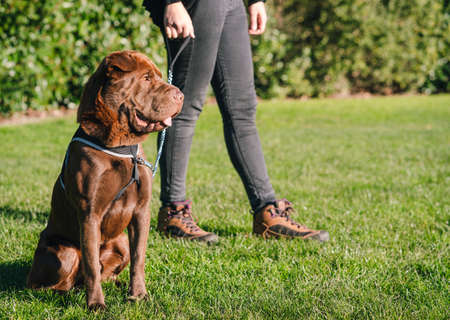 Shar Pei Labrador Mix dog is sitting on the grass wearing a harness while his owner gives him a walk. Domestic animals conceptの写真素材