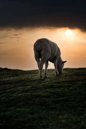 Sheep eating grass at misty cloudy sunrise. Vertical photographyの写真素材