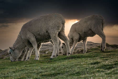 Close up of sheep eating fresh grass on cloudy morningの写真素材