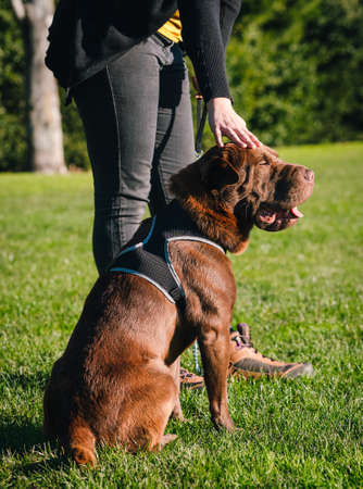 Shar Pei Labrador Mix dog is sitting on the grass wearing a harness while his owner gives him a cuddle. Domestic animals concept. Vertical photographyの写真素材