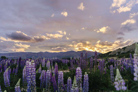 Lupine flowers blossom with colorful sunset at Omarama. New Zealand landscapeの写真素材