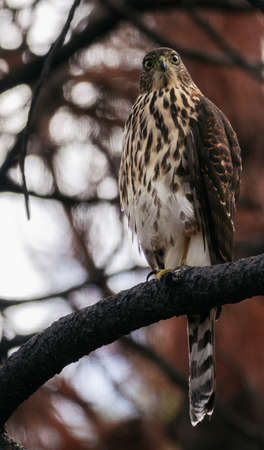 Wild falcon standing a tree branch and looking curious at the camera. Vertical photographyの写真素材