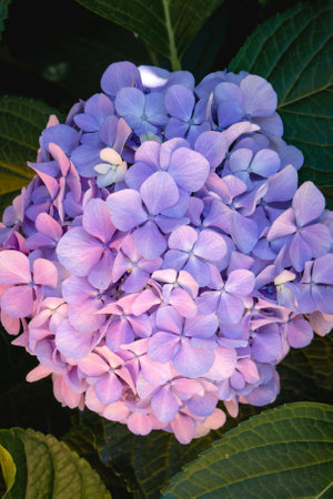 Close up caption of lilac hortensia in bloom. portrait photographyの写真素材