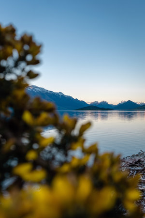 Scenic view of snowy mountains peaks between yellow lupins by the shore of a lake. Lake Wakatipu, New Zealand. portrait photographyの写真素材